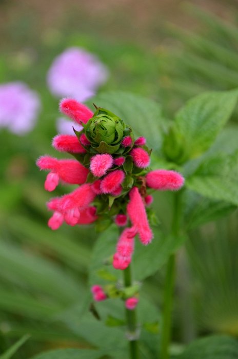 Salvia oxyphora (3)